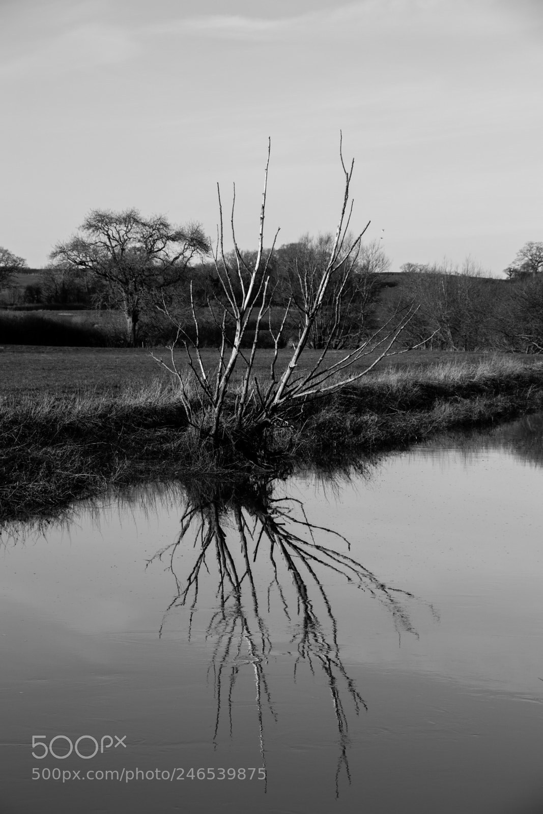 Canon EOS 77D (EOS 9000D / EOS 770D) sample photo. Tree reflection photography