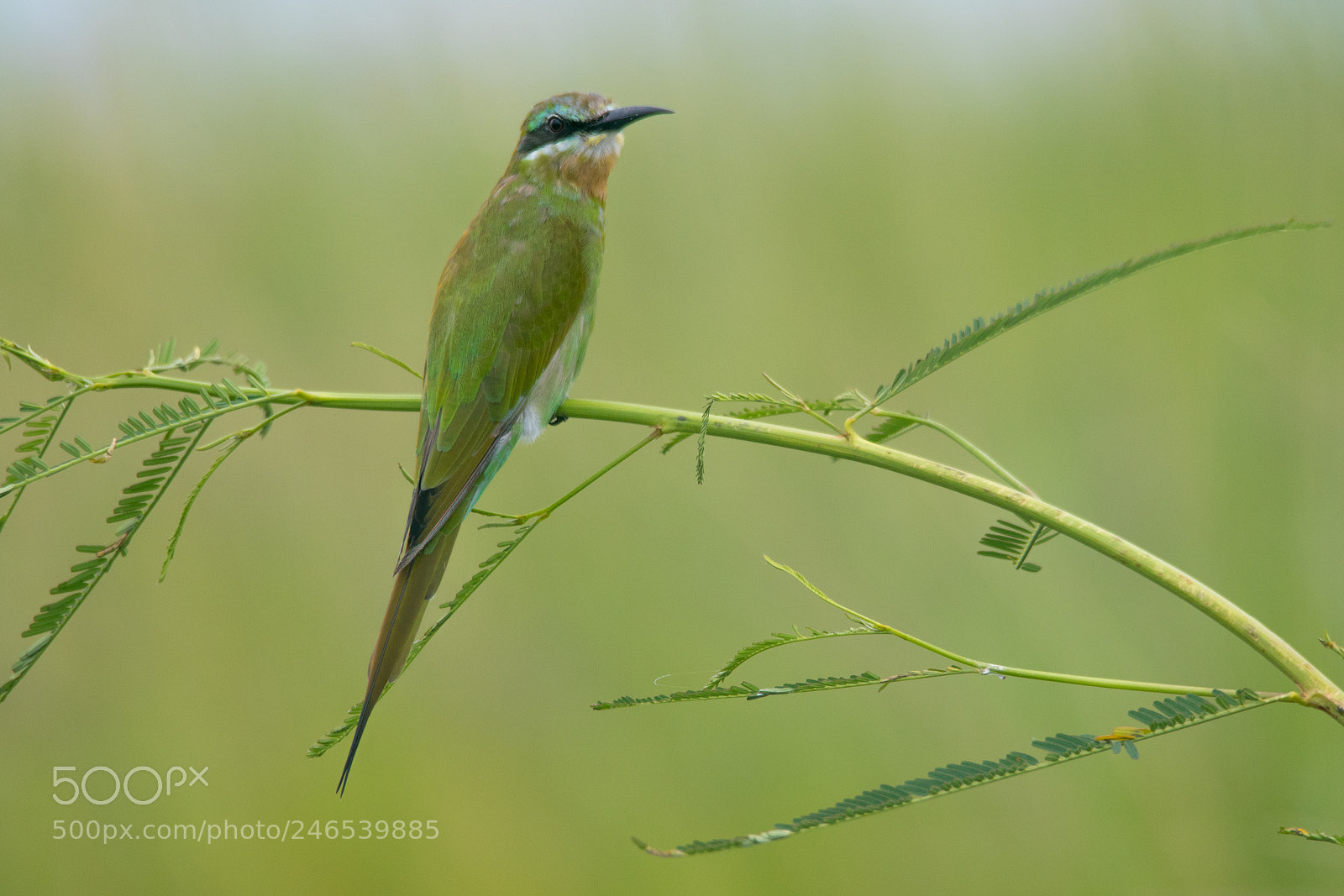 Canon EOS 7D Mark II sample photo. Symphony in green photography