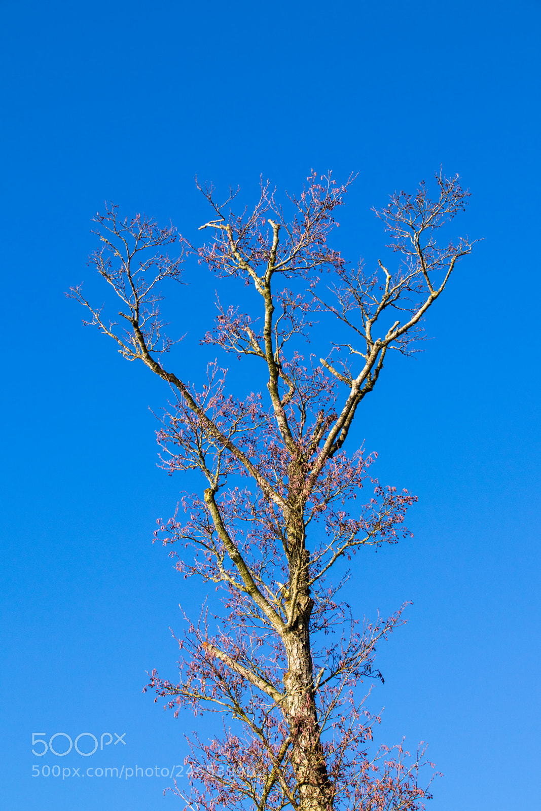 Canon EOS 77D (EOS 9000D / EOS 770D) sample photo. Blossoming tree photography