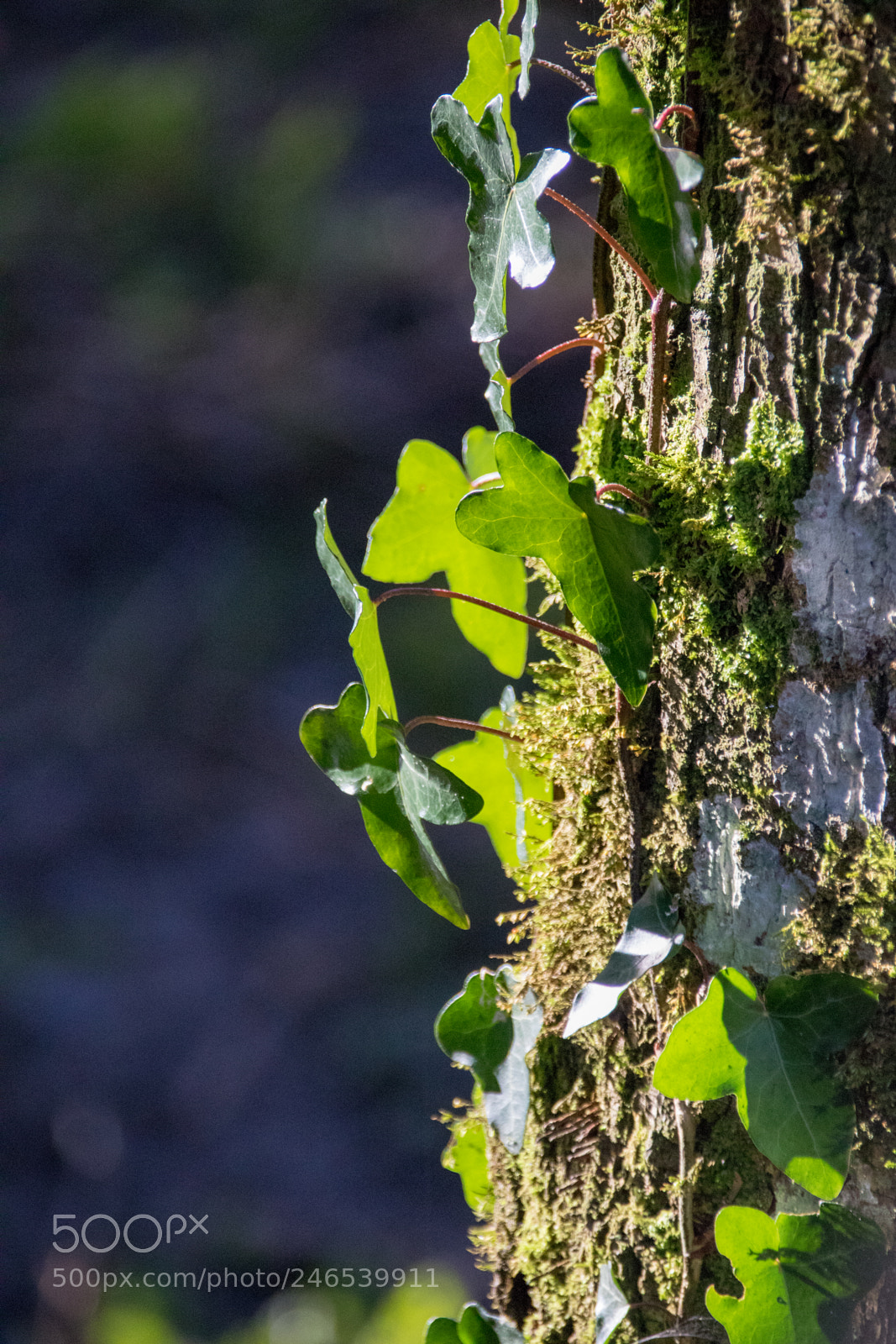 Canon EOS 77D (EOS 9000D / EOS 770D) sample photo. Moss and leaves photography