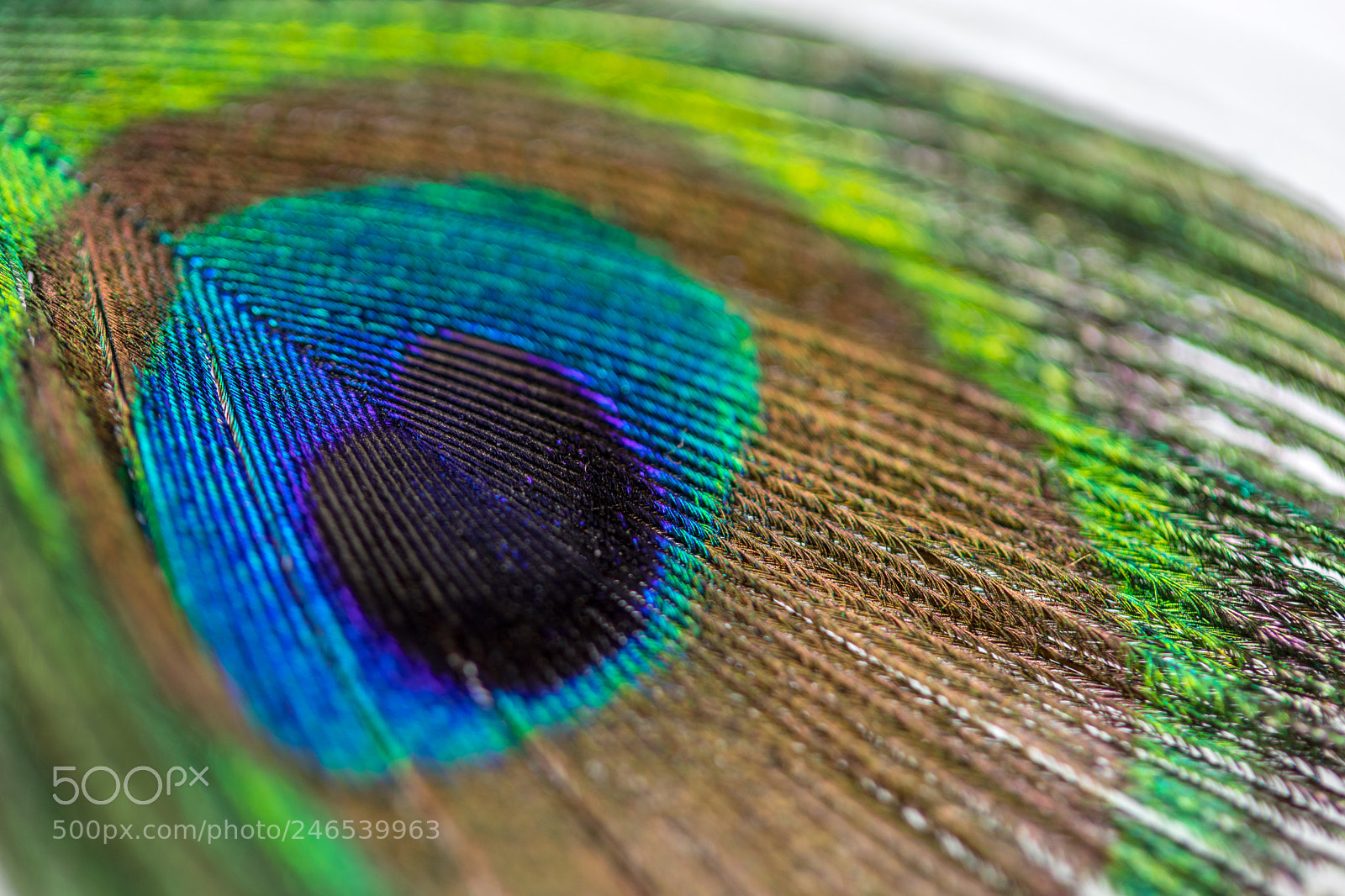 Canon EOS 77D (EOS 9000D / EOS 770D) sample photo. Peacock feather photography
