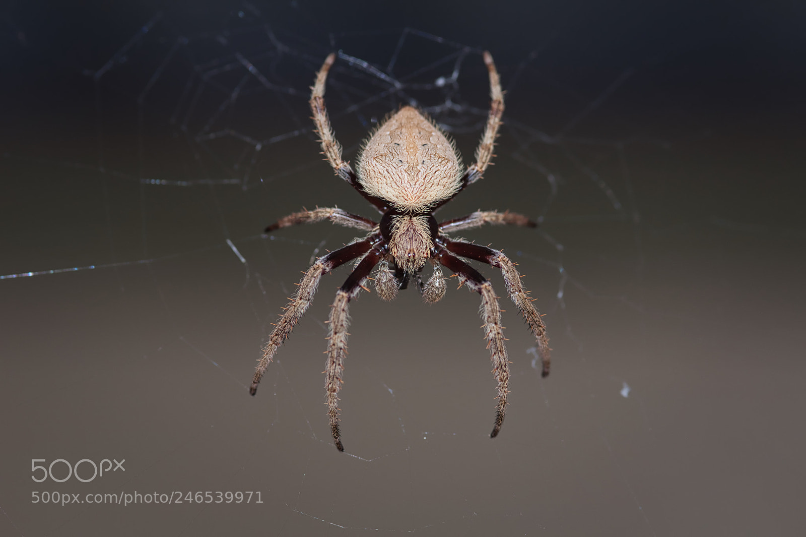 Nikon D90 sample photo. Orb web spider, australia photography
