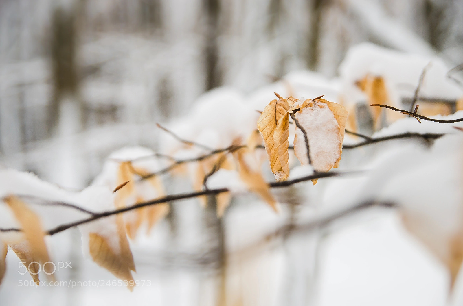 Nikon D5100 sample photo. Frail photography