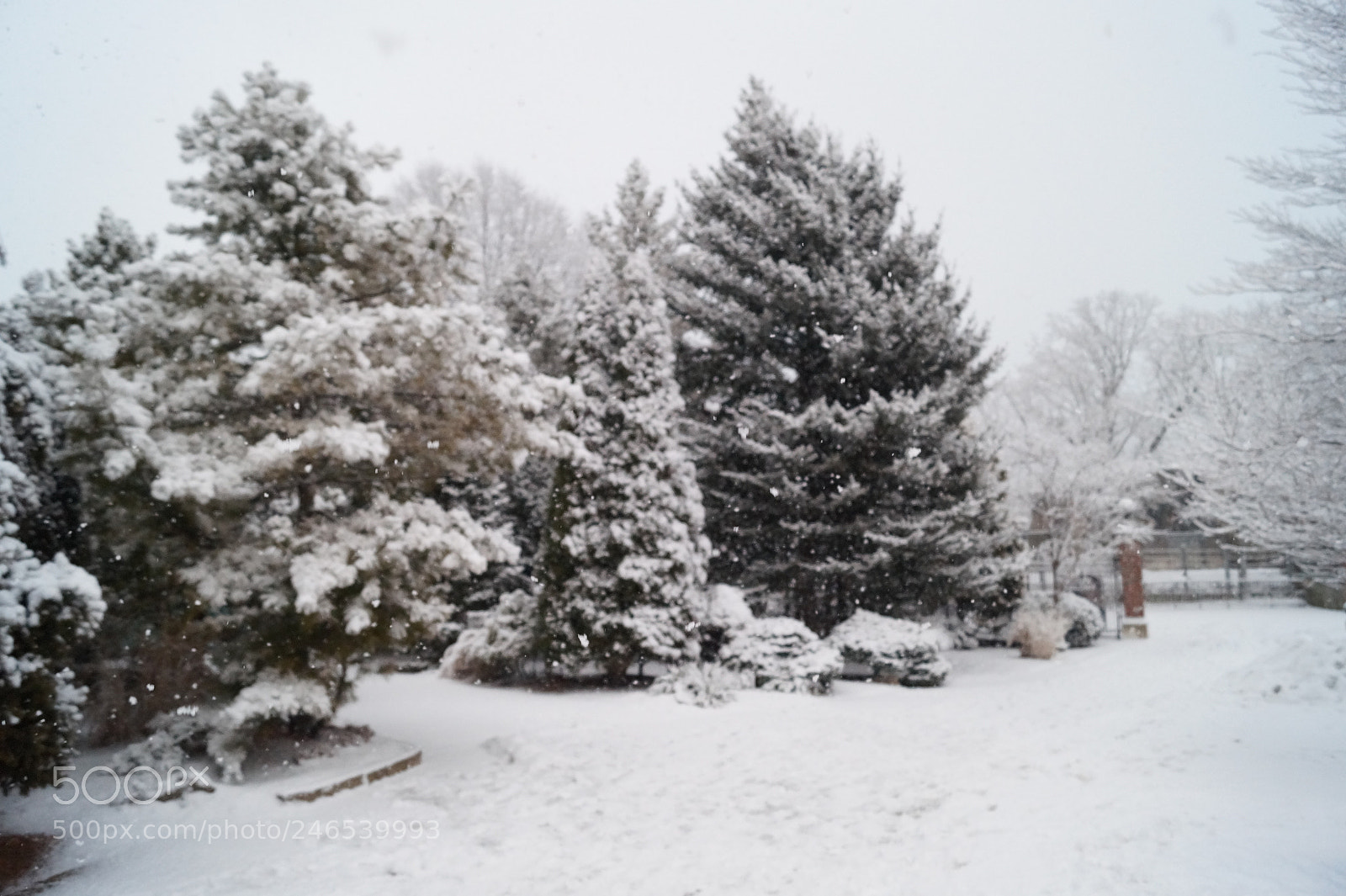 Sony SLT-A58 sample photo. Snow fall photography
