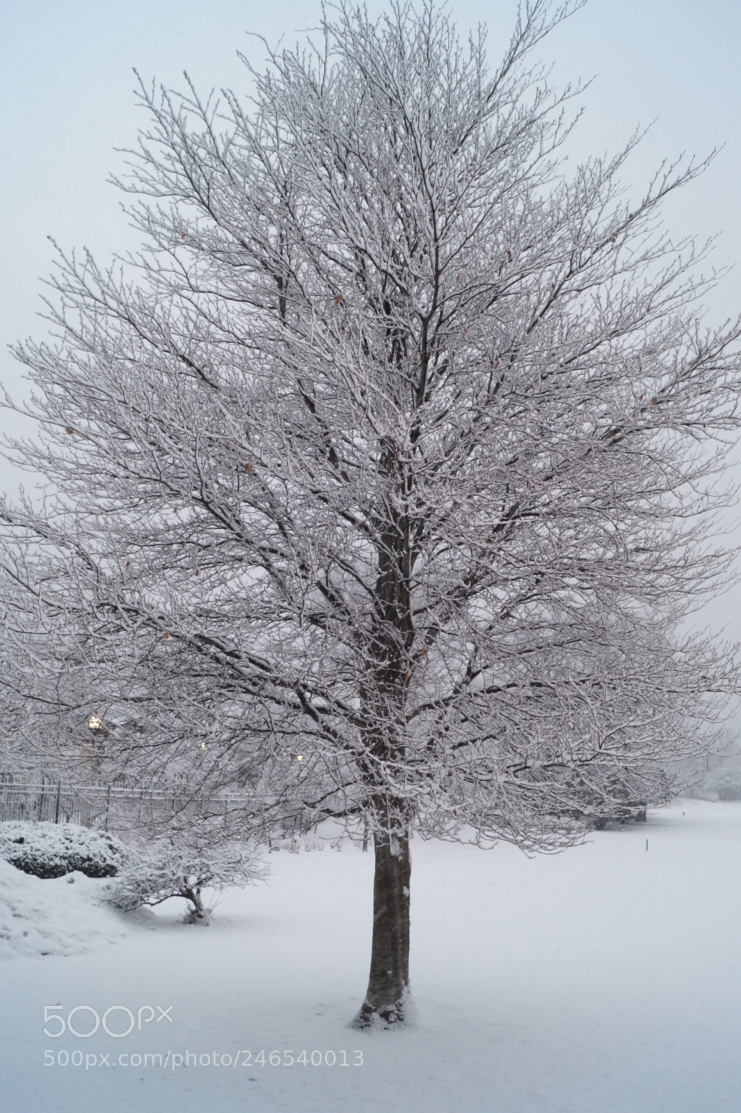 Sony SLT-A58 sample photo. Snowy day photography
