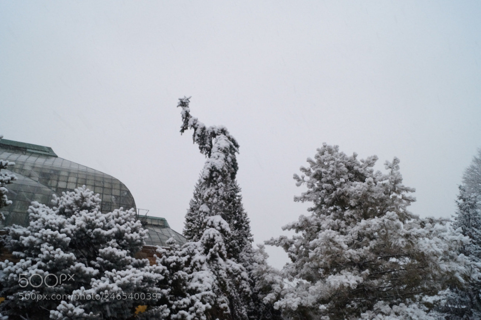 Sony SLT-A58 sample photo. Whoville photography