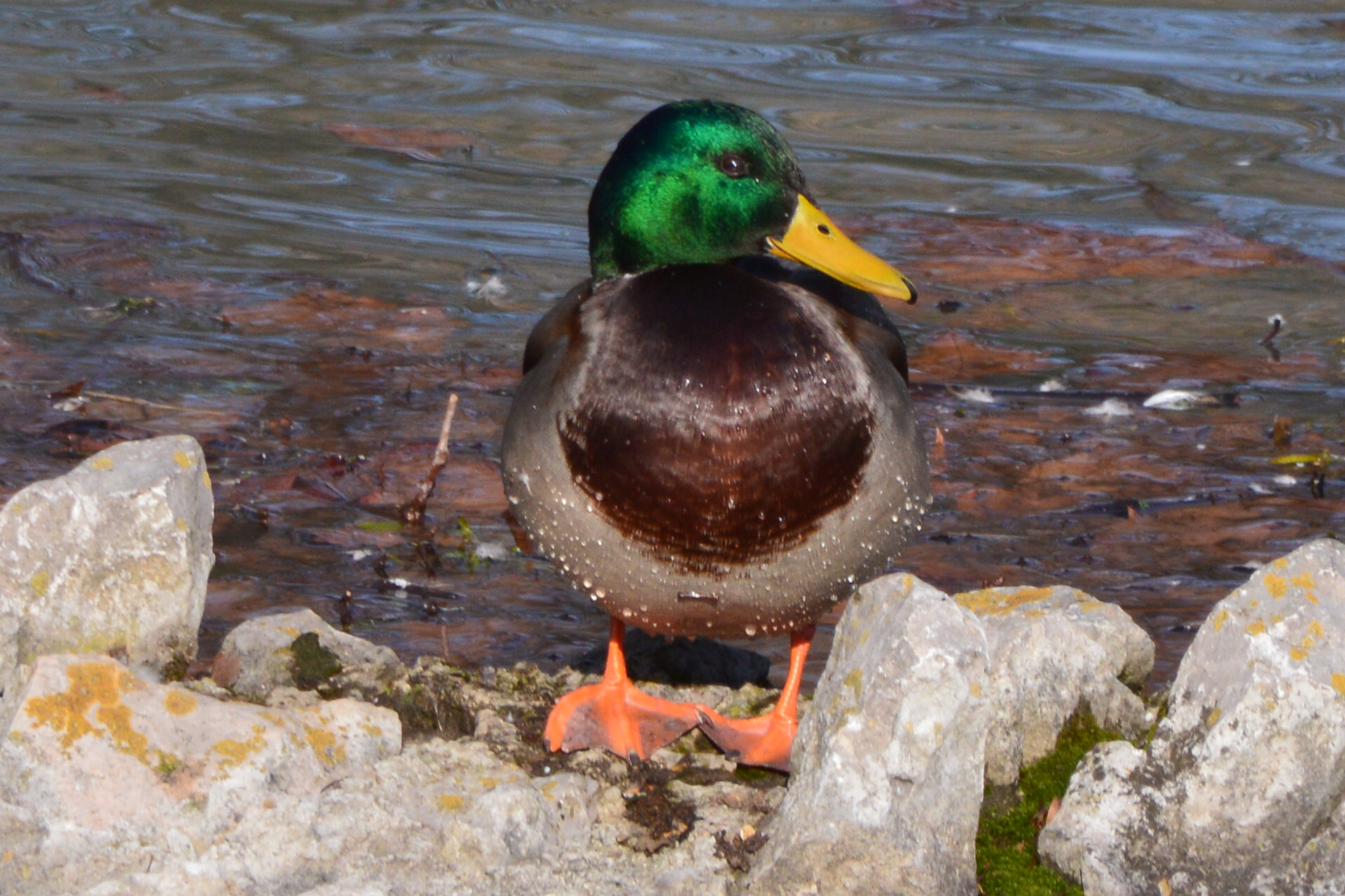 Nikon D3200 + Sigma 18-250mm F3.5-6.3 DC Macro OS HSM sample photo. Common mallard photography