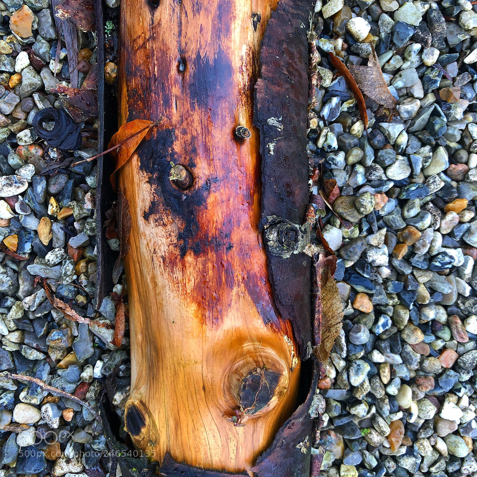 Apple iPhone 8 Plus sample photo. Wood in nature photography