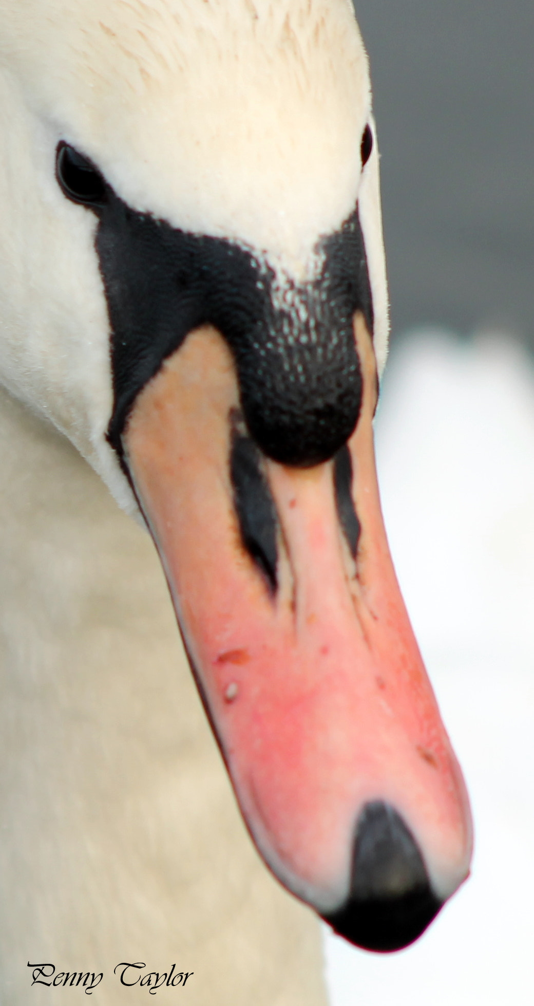 EF75-300mm f/4-5.6 sample photo. Mute swan photography