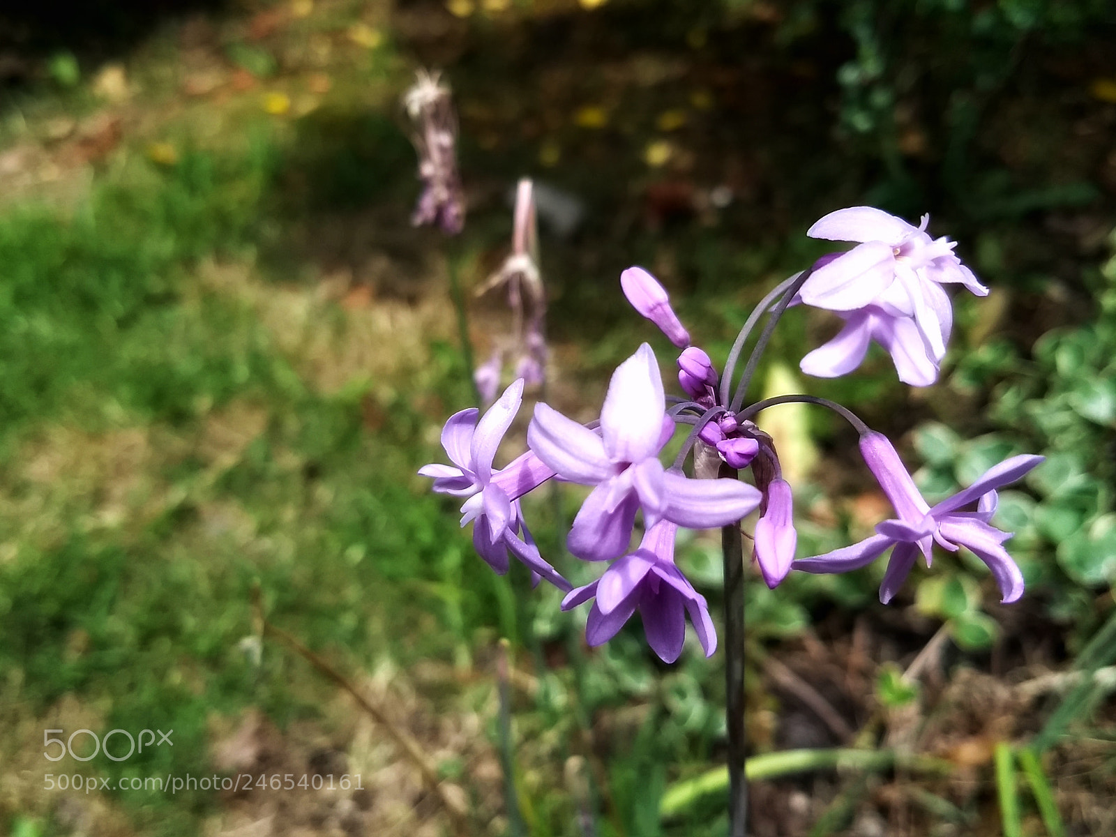 Motorola Moto G (5) Plus sample photo. Lilas photography