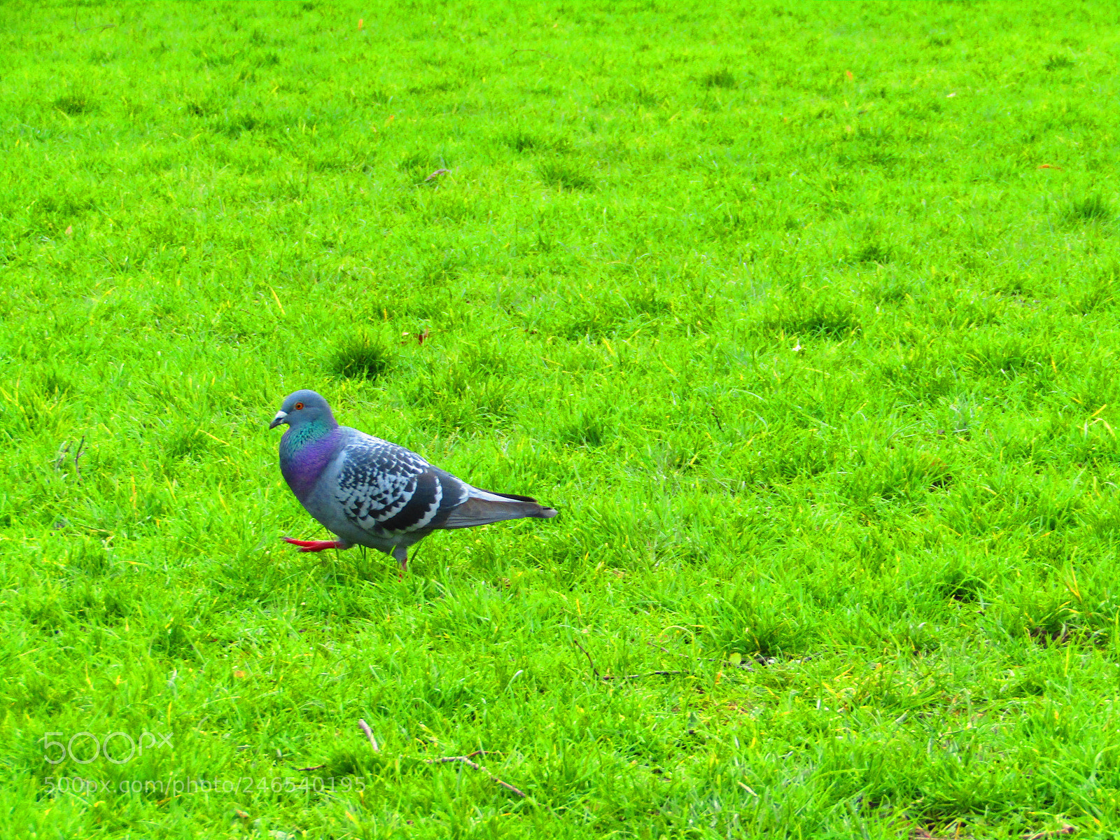 Canon POWERSHOT SX430 IS sample photo. Untitled photography
