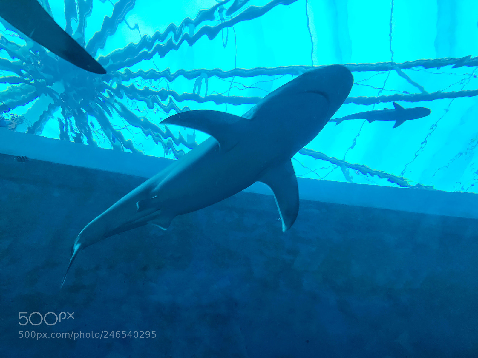 Apple iPhone 7 sample photo. Sharks above  photography
