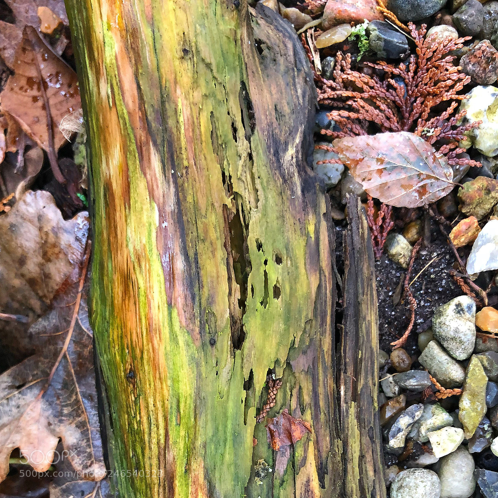 Apple iPhone 8 Plus sample photo. Old wood in nature photography