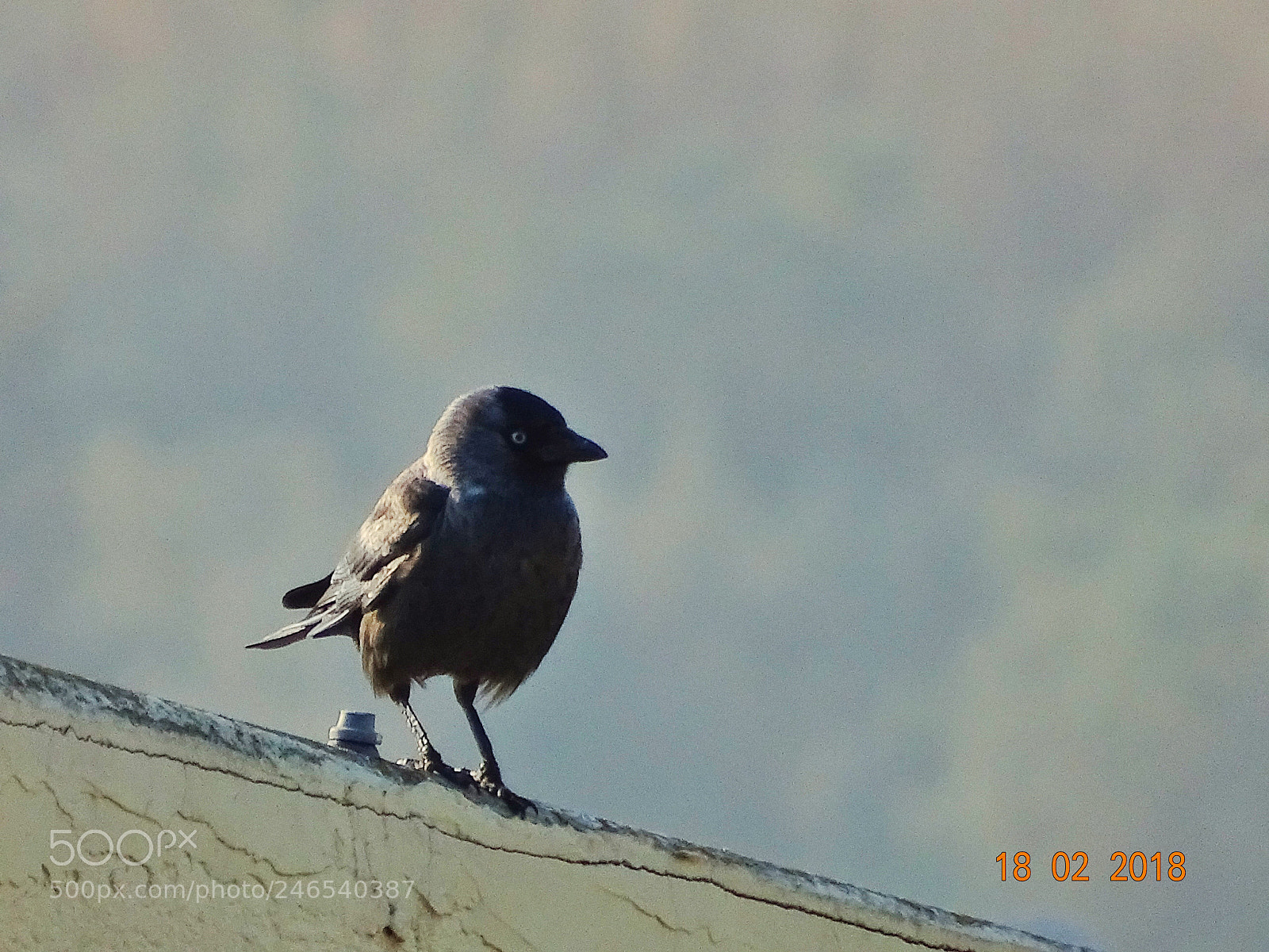 Sony Cyber-shot DSC-HX400V sample photo. Black of wise photography