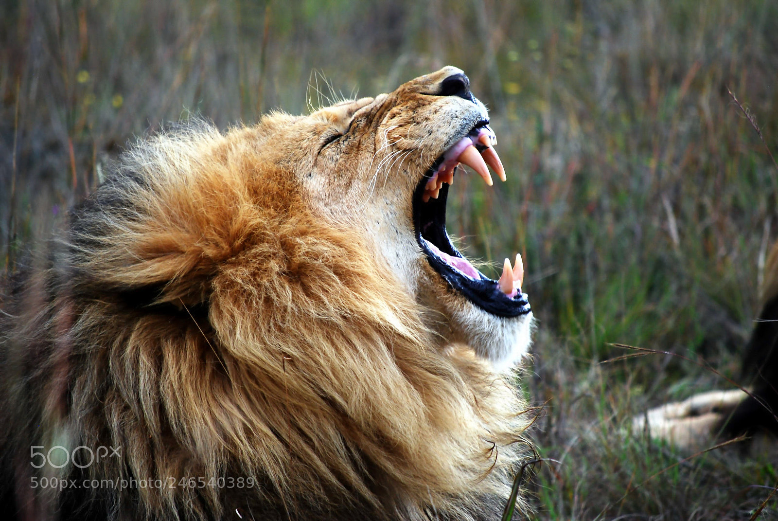 Nikon D60 sample photo. Lion, south africa photography