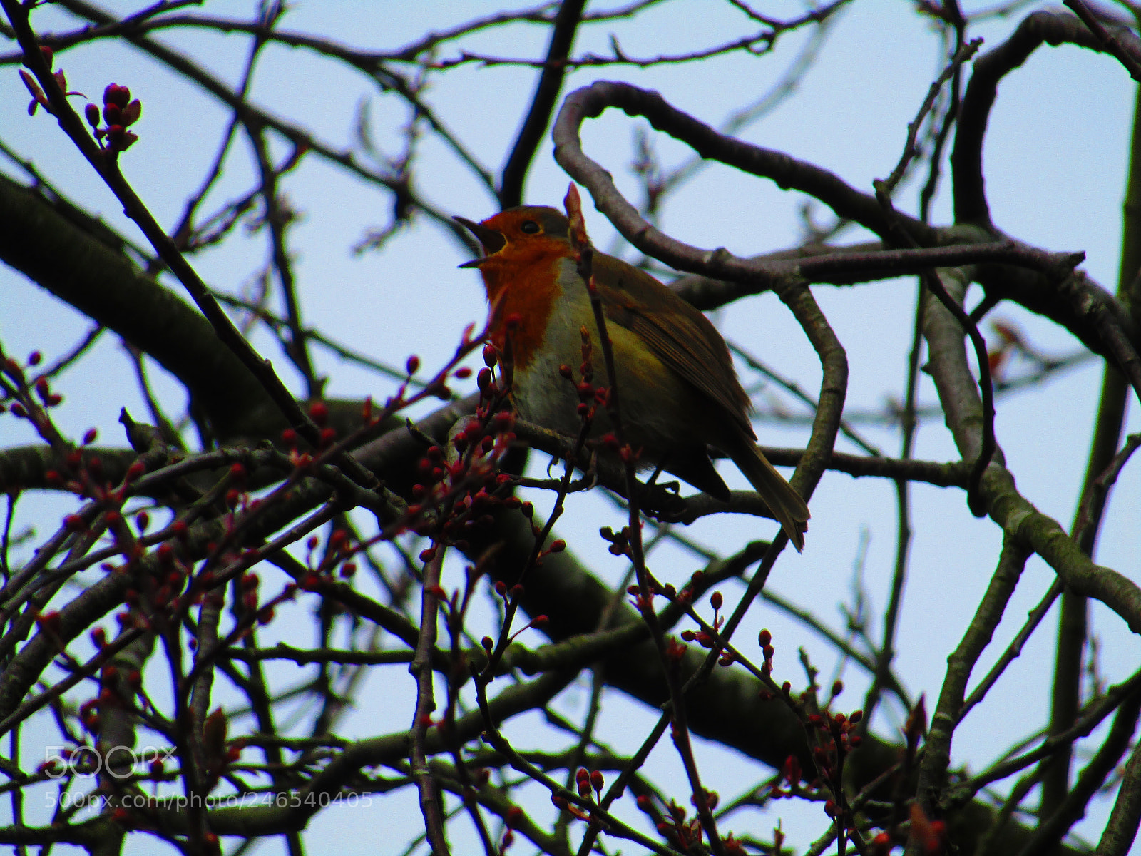 Canon POWERSHOT SX430 IS sample photo. Untitled photography