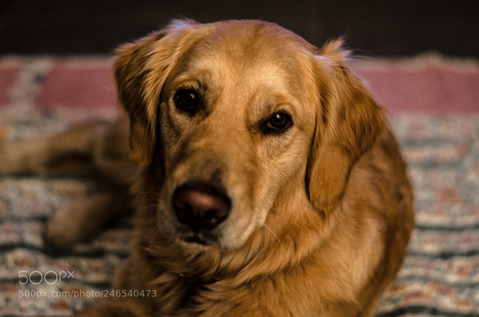 Nikon D5100 sample photo. Dog's life photography