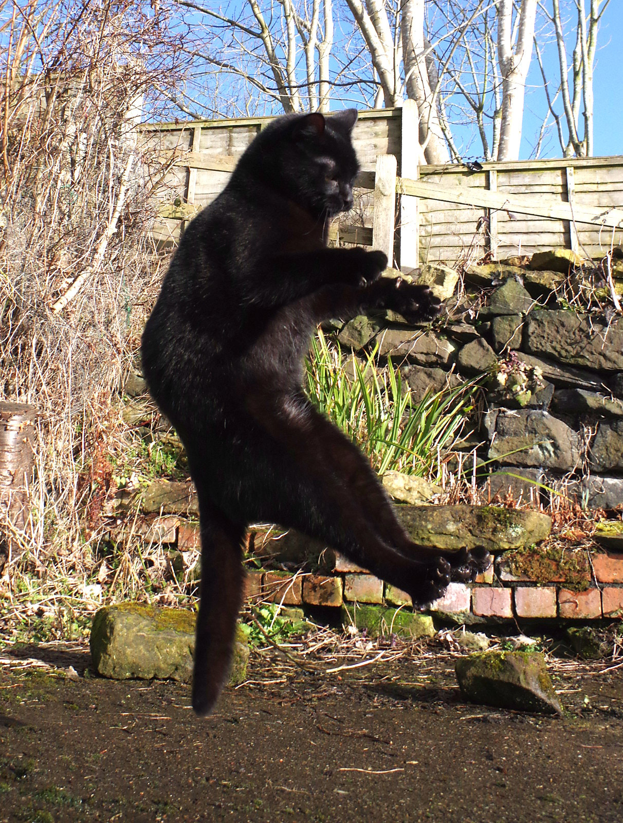 Pentax K-3 sample photo. Cat riding invisible harley photography