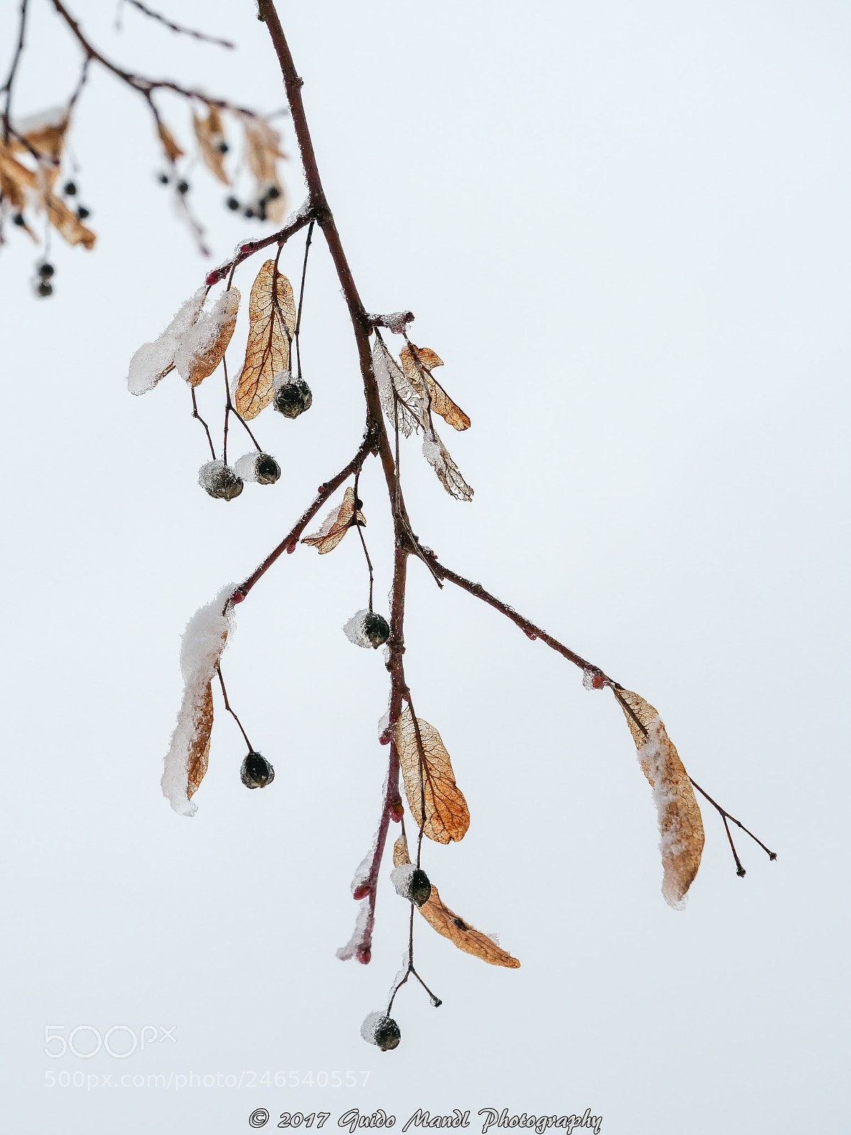Panasonic Lumix DC-G9 sample photo. Winter arrived 5 photography