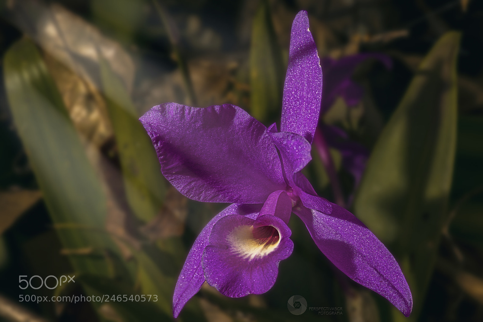 Nikon D3400 sample photo. Guaria morada photography