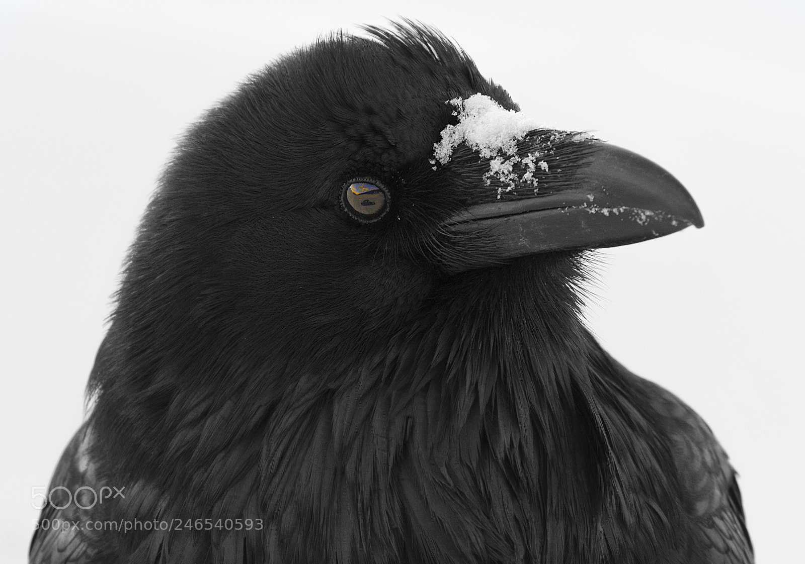 Canon EOS 7D Mark II sample photo. Raven with me inside photography