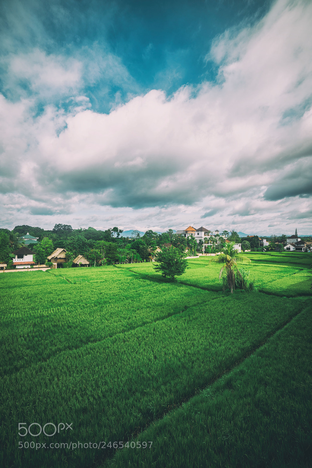 Nikon D810 sample photo. Rice fields - bali photography