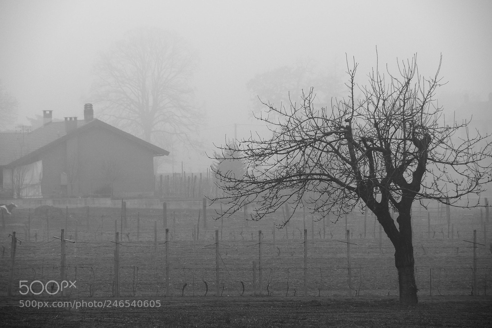 Olympus OM-D E-M10 II sample photo. Foggy day photography