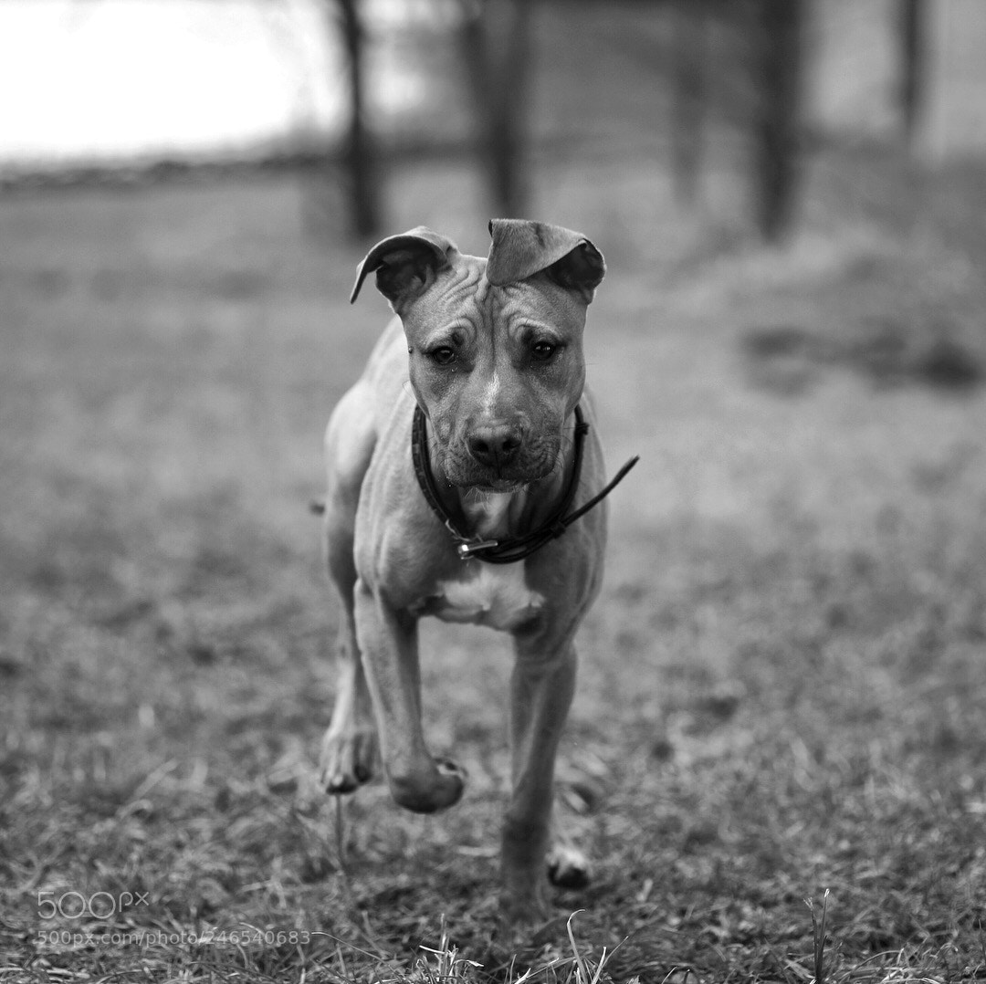 Canon EOS 5D sample photo. Action shot from today photography