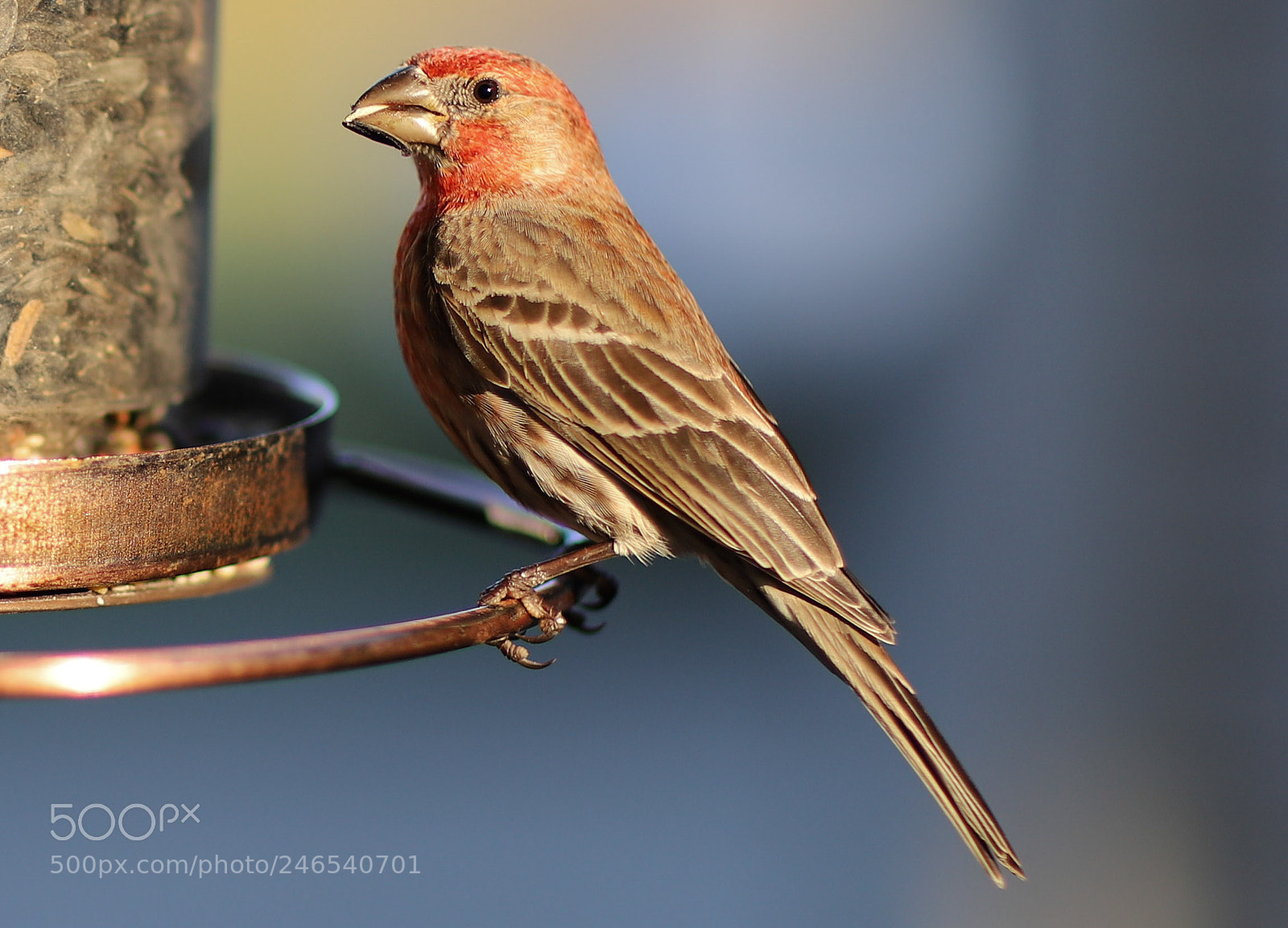Canon EOS 6D Mark II sample photo. House finch photography