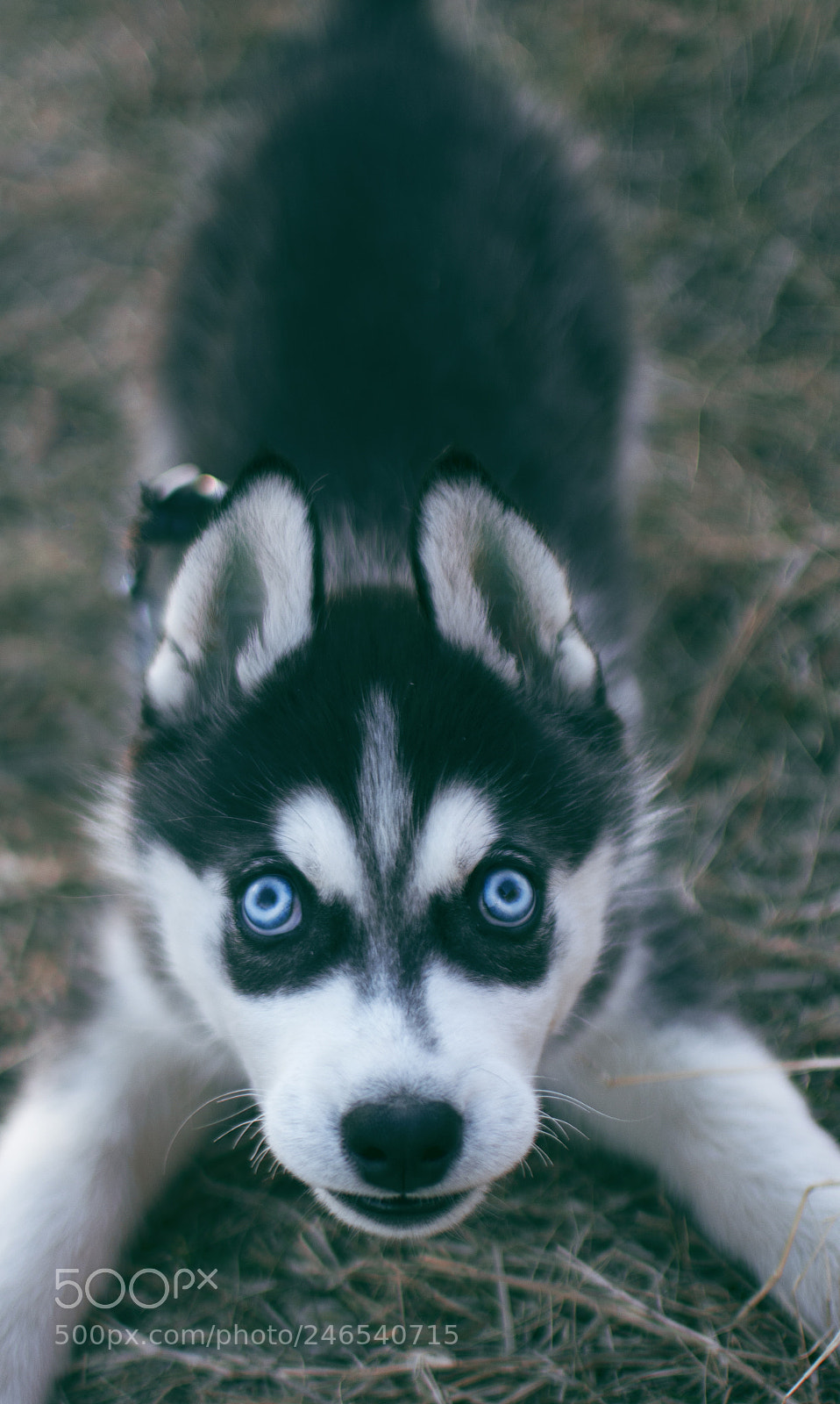 Nikon D5200 sample photo. Bad puppy photography