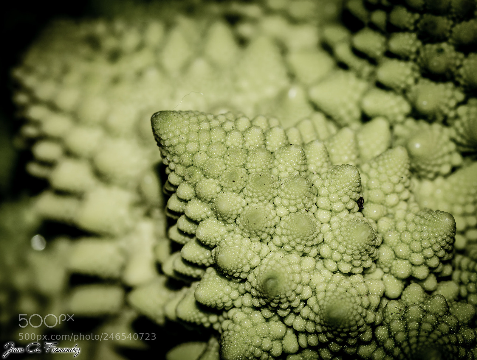 Nikon D7200 sample photo. Romanesco fractal photography