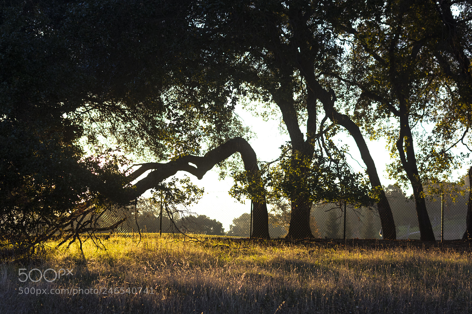 Nikon D7100 sample photo. A patch of gold photography
