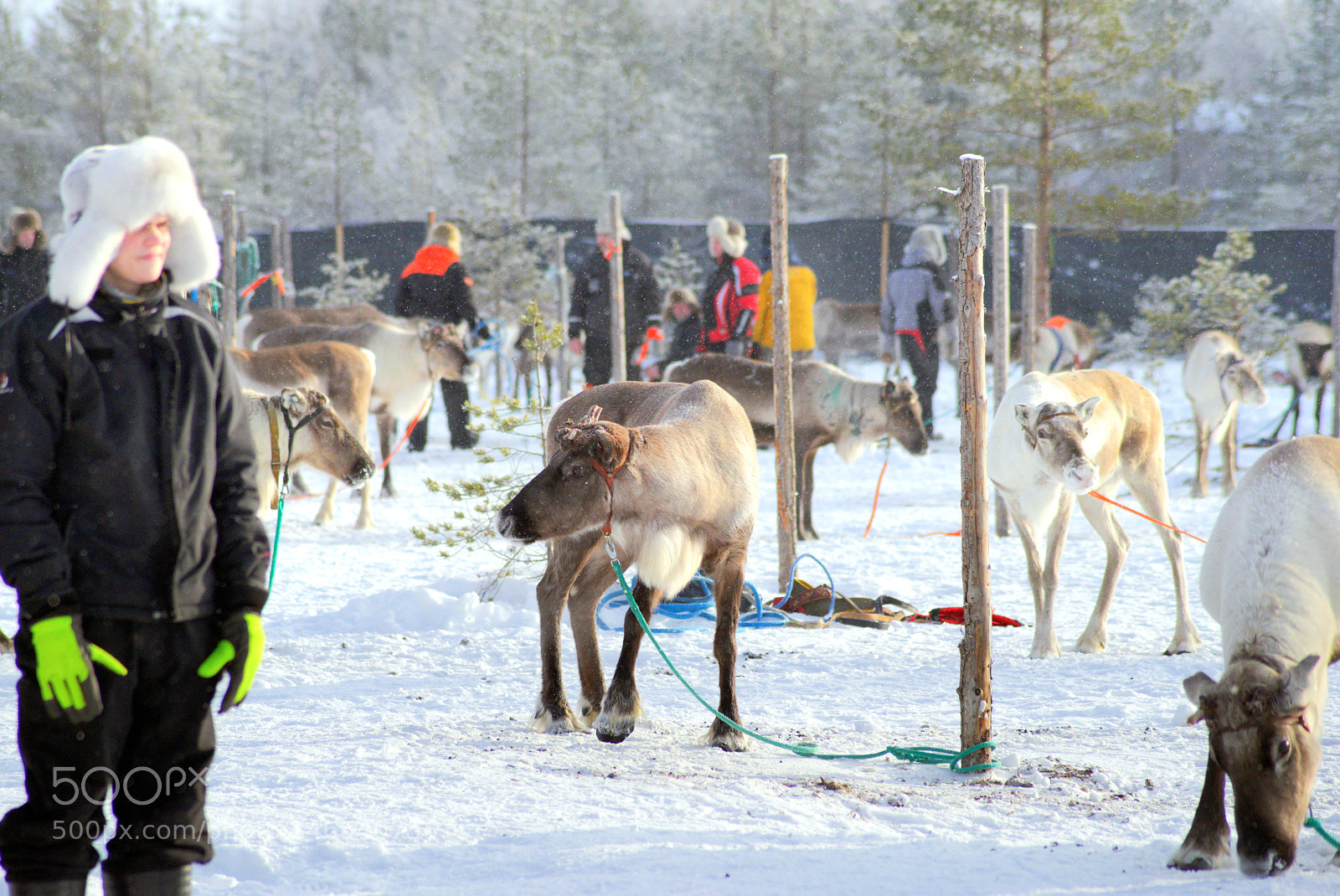 Pentax K-1 sample photo. Reindeer and their owners photography