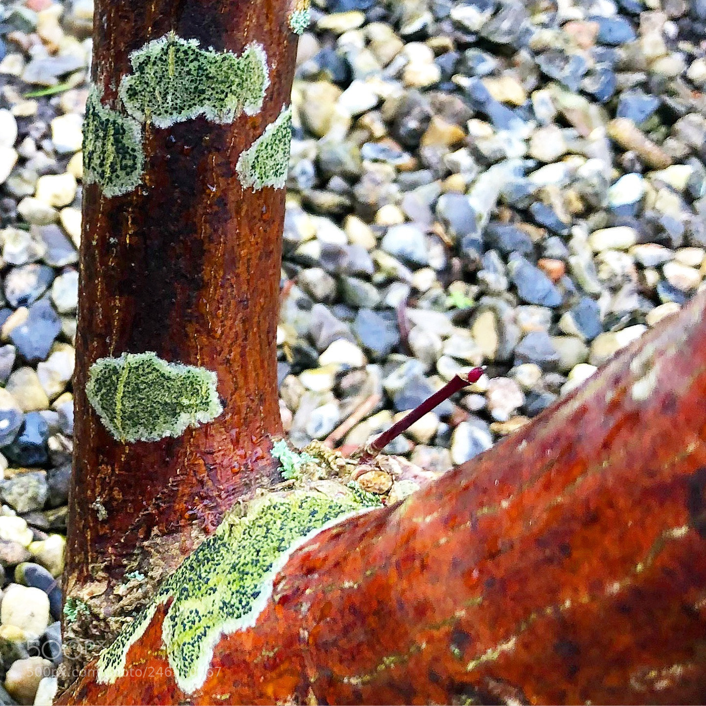 Apple iPhone 8 Plus sample photo. Mossy tree photography