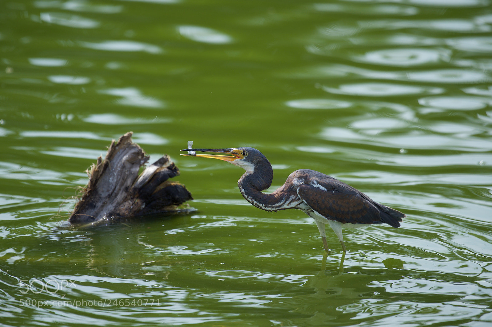 Nikon D4 sample photo. Tricoloured heron photography