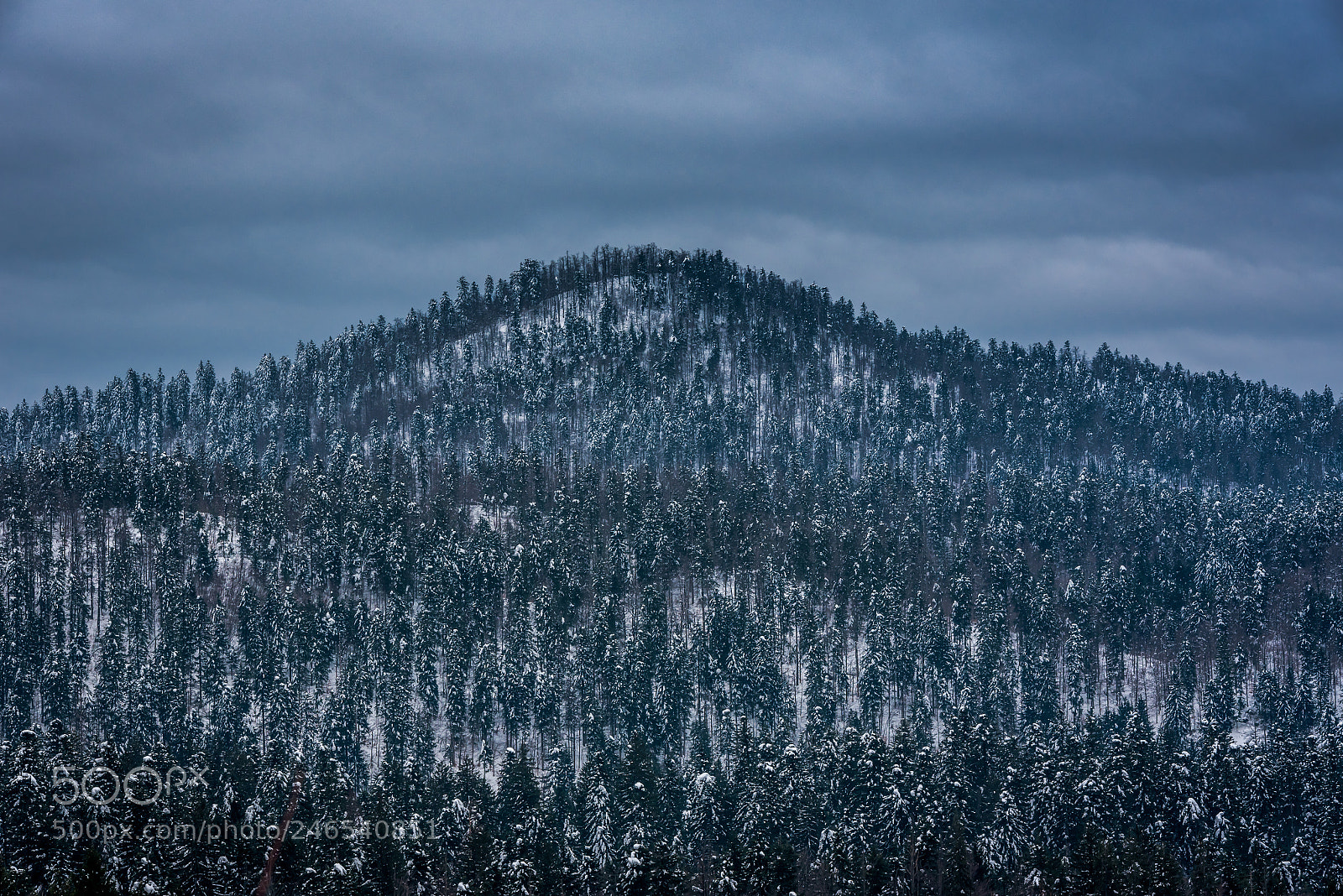 Nikon D750 sample photo. Winter woods photography