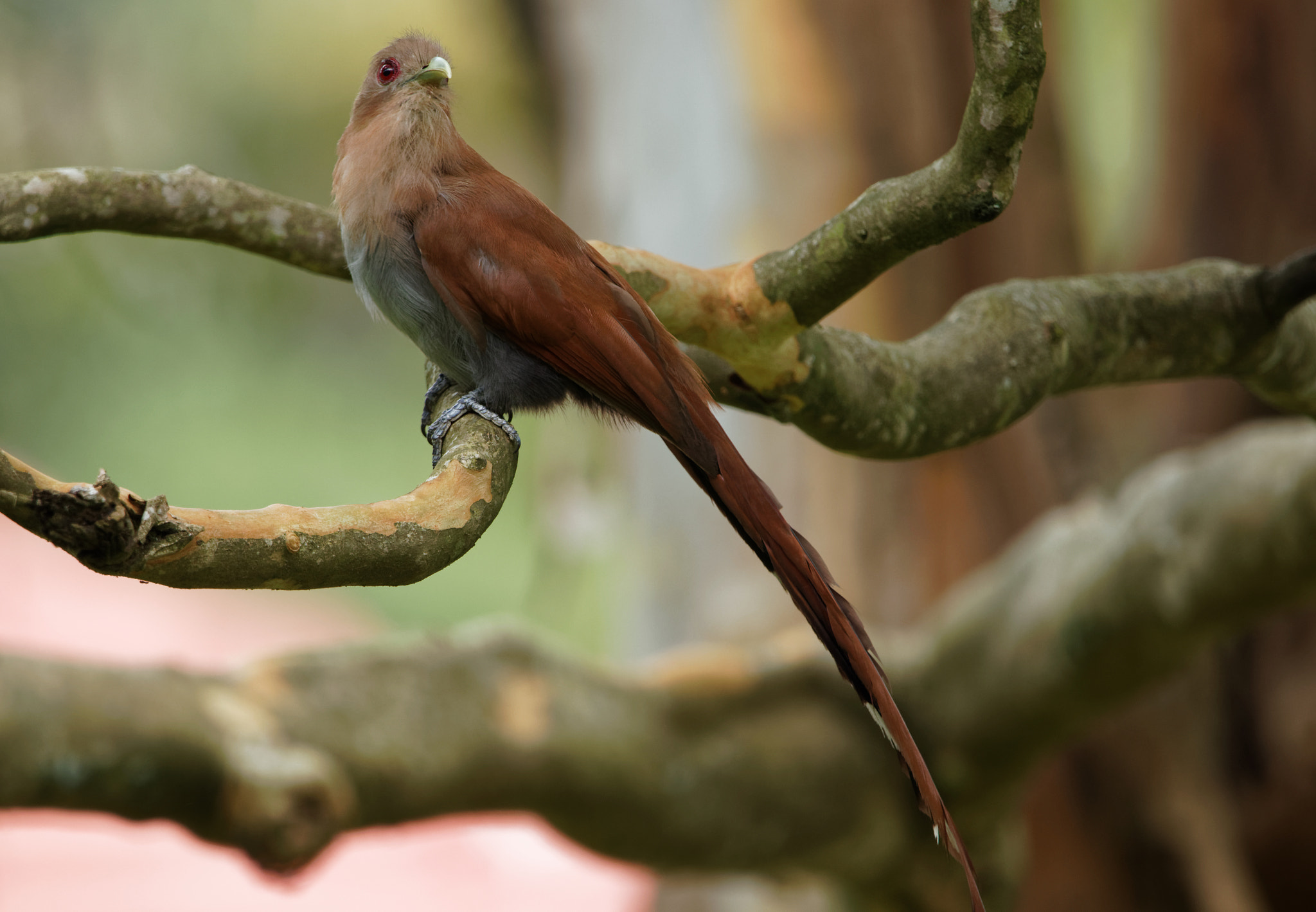 Sigma 150-600mm F5-6.3 DG OS HSM | C sample photo. Beautiful cuckoo photography