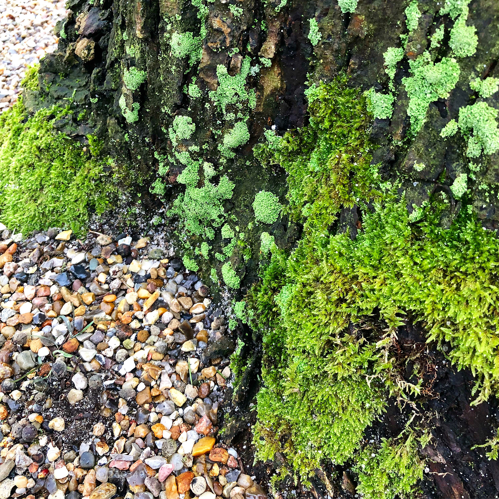 Apple iPhone 8 Plus sample photo. Mossy old tree photography