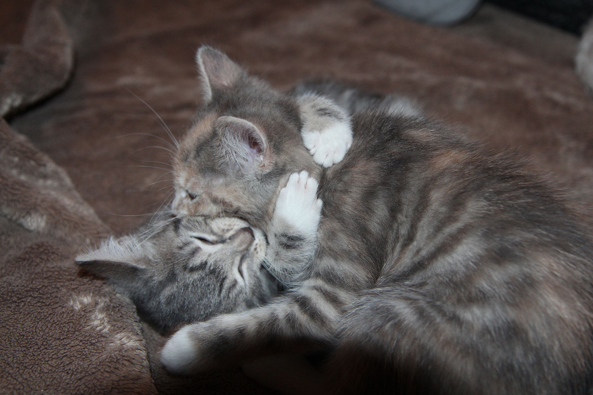 Canon EF-S 17-55mm F2.8 IS USM sample photo. Cat sisters photography