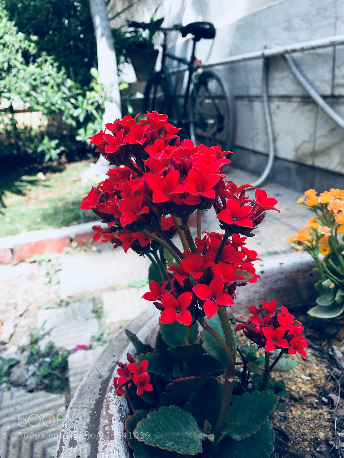 Apple iPhone 6s Plus sample photo. Untitled photography