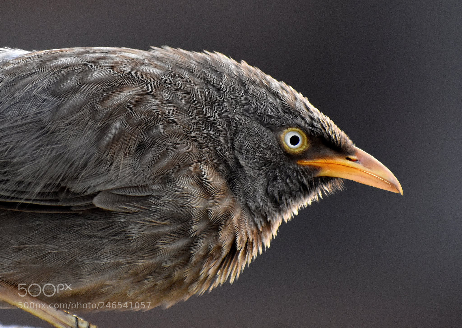 Nikon D7200 sample photo. Babbler photography