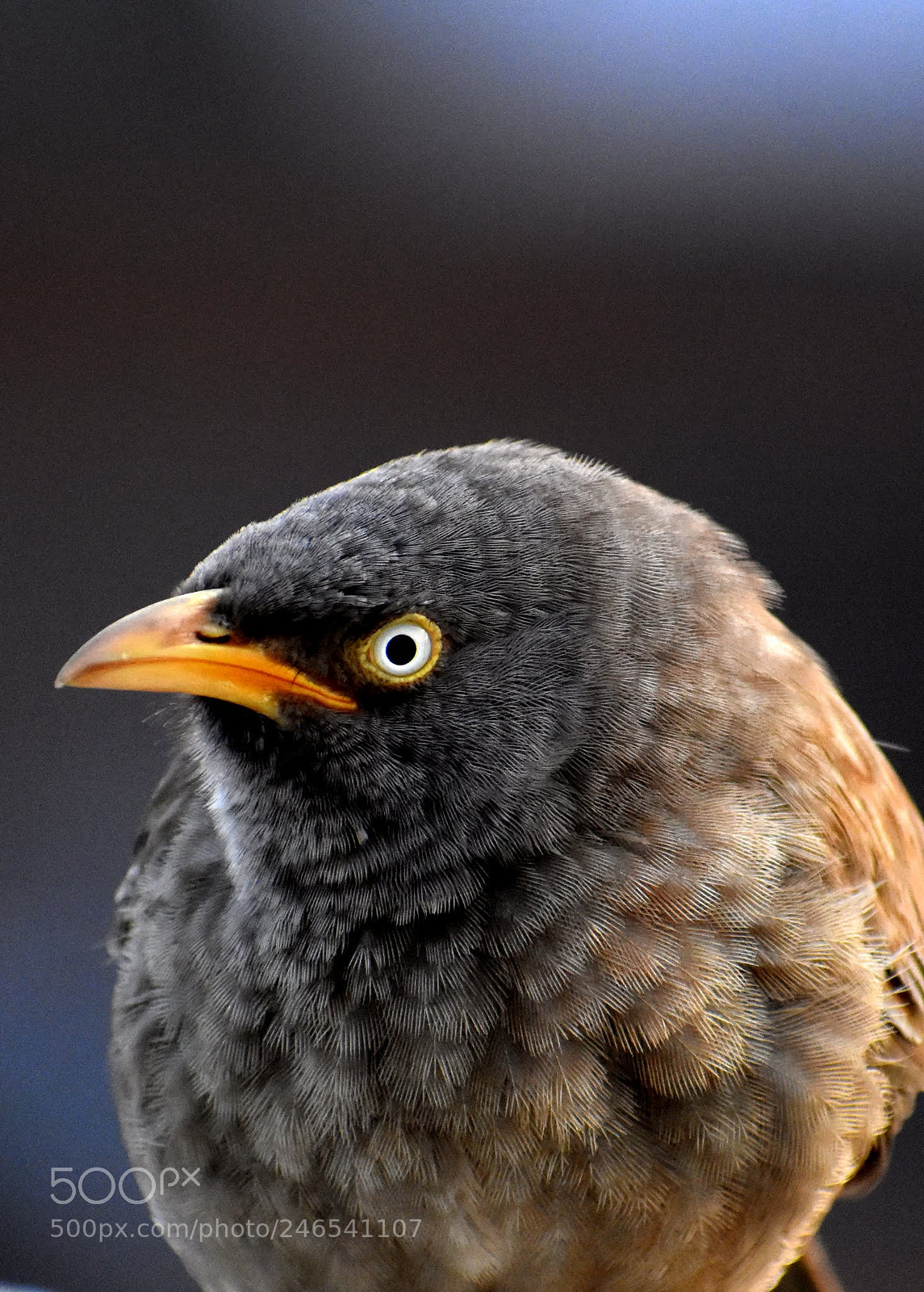 Nikon D7200 sample photo. Jungle babbler photography