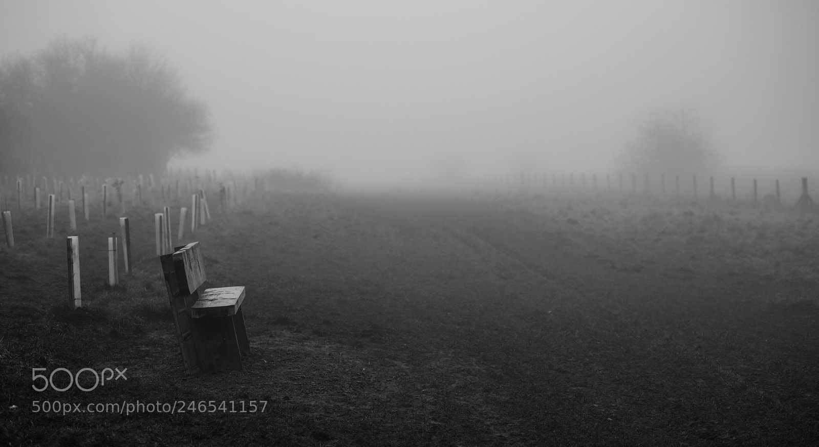 Nikon D850 sample photo. A misty day photography