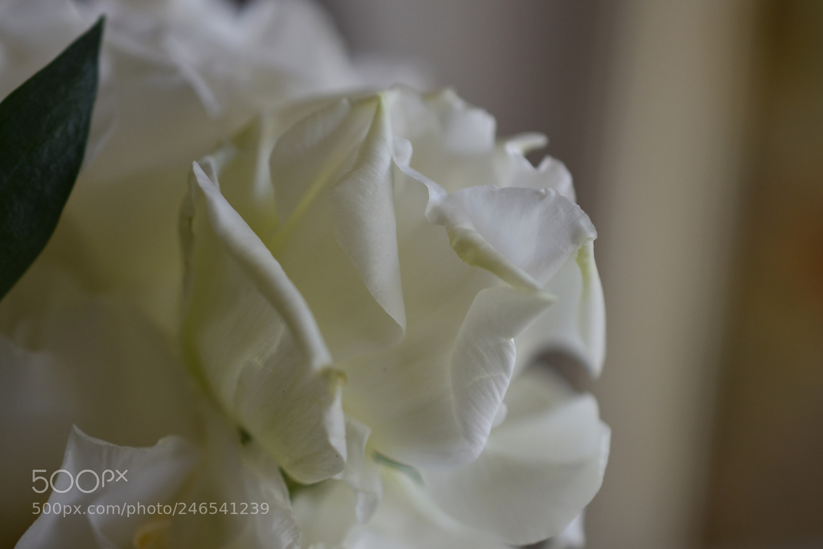 Nikon D3400 sample photo. In a mellow mood photography