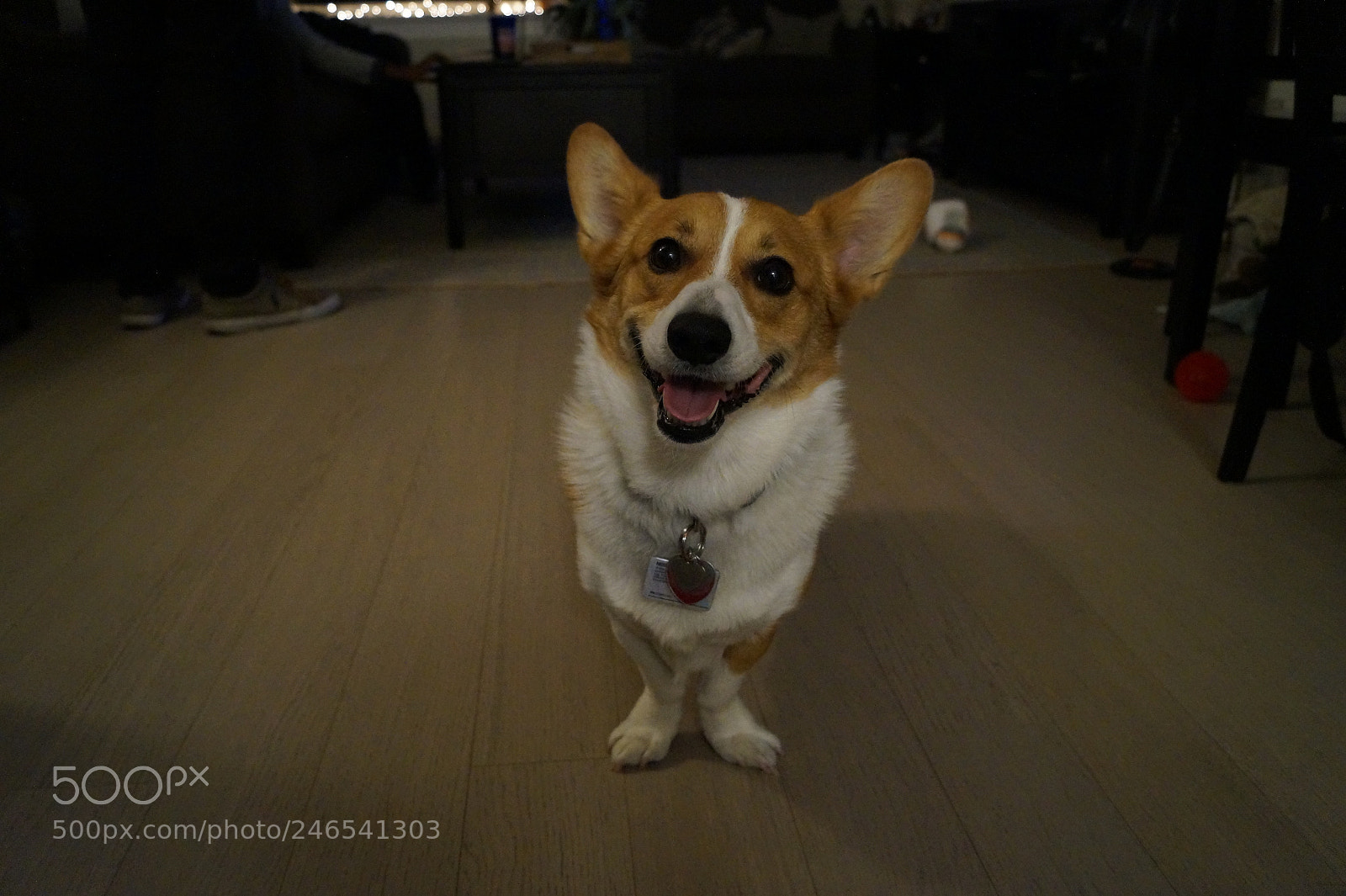 Sony SLT-A58 sample photo. Happy gizzy photography
