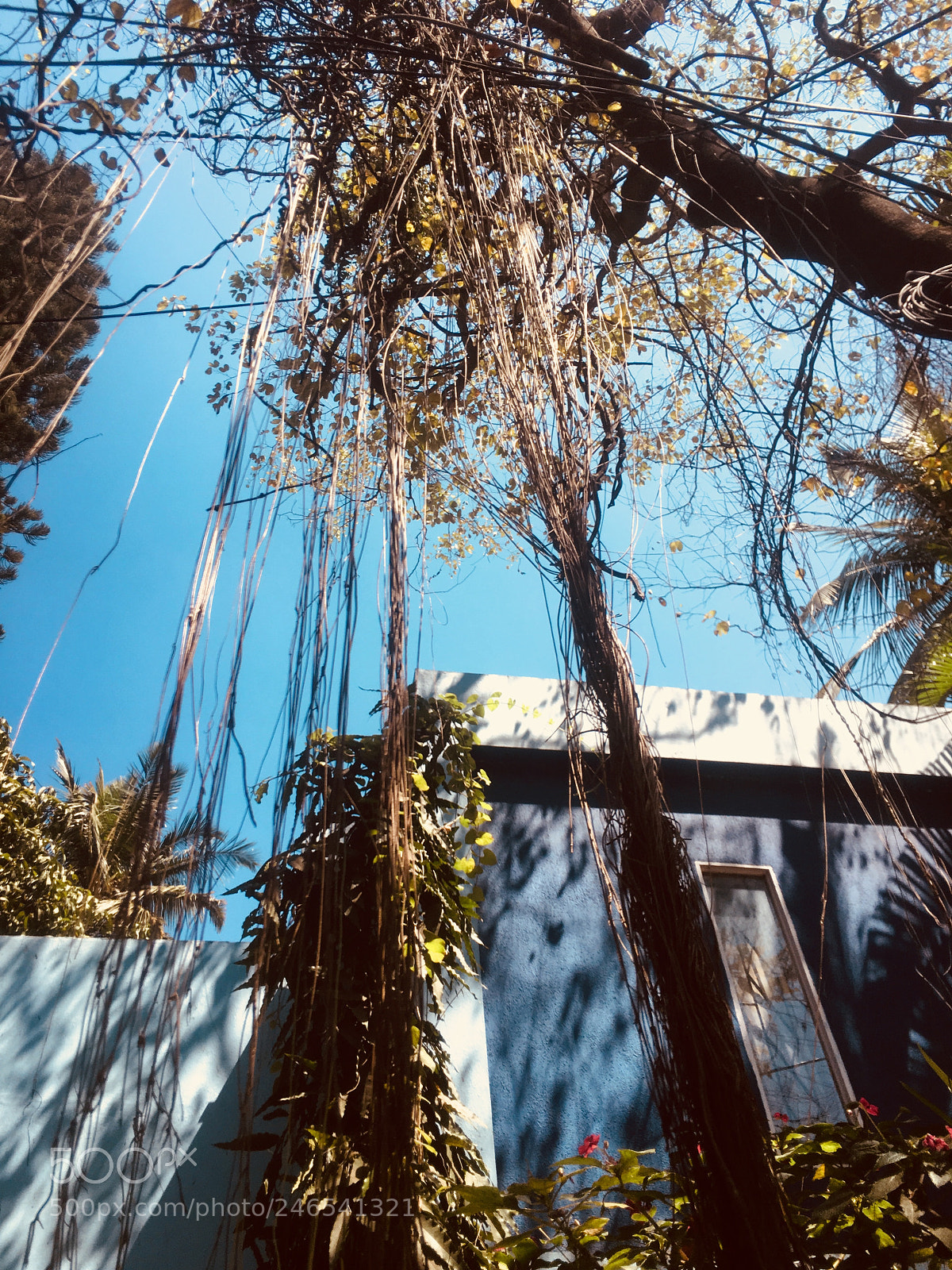 Apple iPhone 6s Plus sample photo. Hanging roots photography