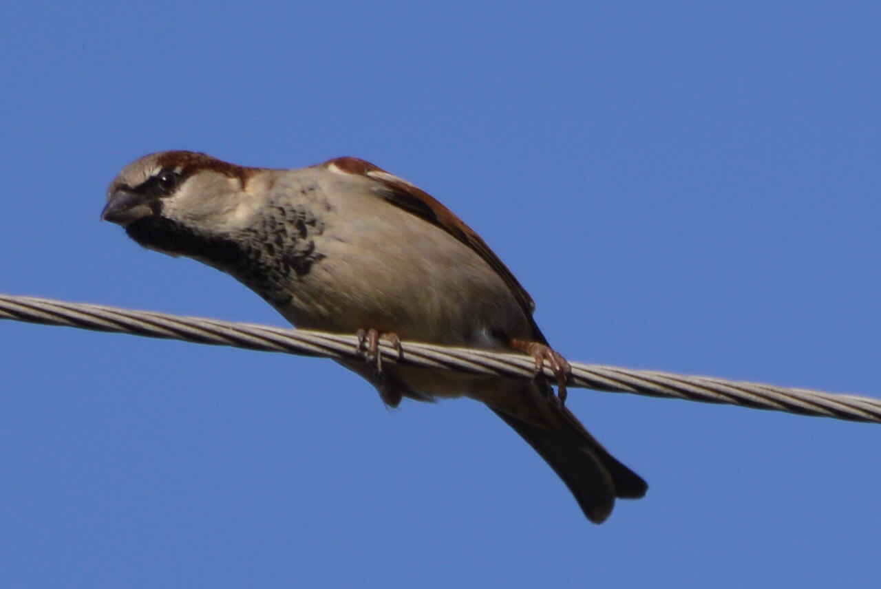 Nikon D3200 + Sigma 18-250mm F3.5-6.3 DC Macro OS HSM sample photo. House sparrow photography