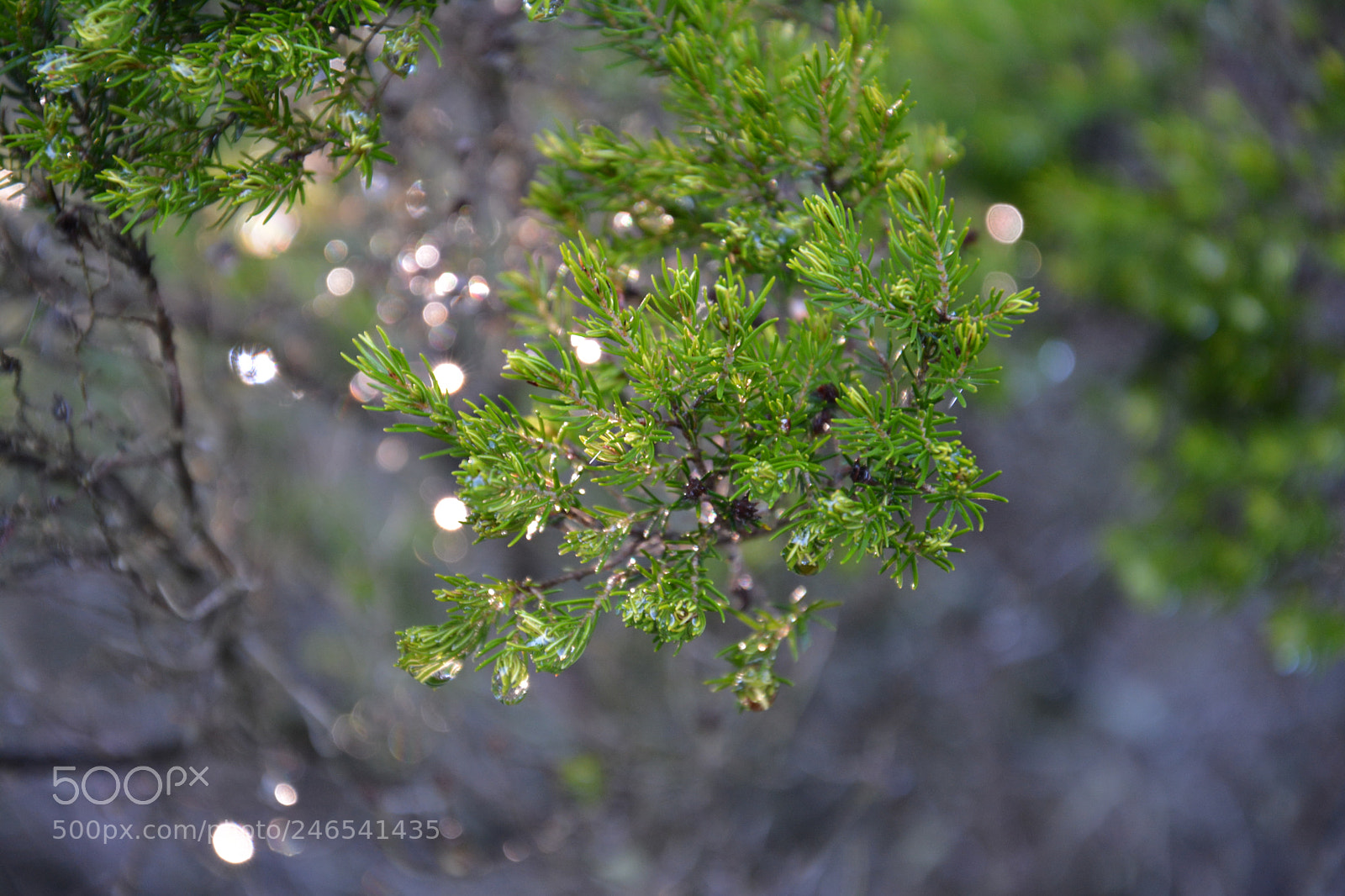 Nikon D5200 sample photo. Dsc photography