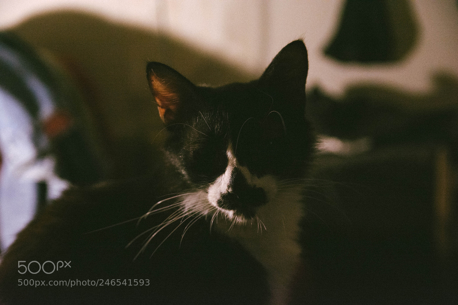 Nikon D7100 sample photo. Miush photography