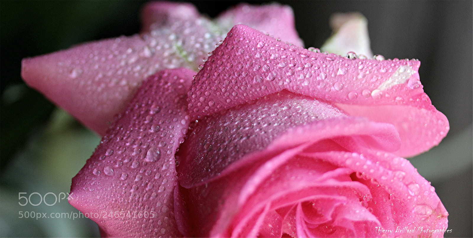 Canon EOS 600D (Rebel EOS T3i / EOS Kiss X5) sample photo. Rose photography